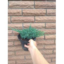 Ялівець горизонтальний Блю Чіп / Блу Чіп | Juniperus horizontalis Blue Chip | Можжевельник горизонтальный Блю Чип / Блу Чип