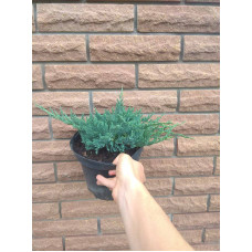 Ялівець горизонтальний Блю Чіп / Блу Чіп | Juniperus horizontalis Blue Chip | Можжевельник горизонтальный Блю Чип / Блу Чип