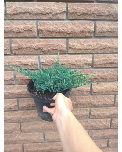 Ялівець горизонтальний Блю Чіп / Блу Чіп | Juniperus horizontalis Blue Chip | Можжевельник горизонтальный Блю Чип / Блу Чип
