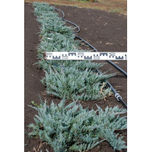 Ялівець горизонтальний Блю Чіп / Блу Чіп | Juniperus horizontalis Blue Chip | Можжевельник горизонтальный Блю Чип / Блу Чип