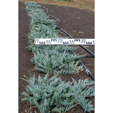 Ялівець горизонтальний Блю Чіп / Блу Чіп | Juniperus horizontalis Blue Chip | Можжевельник горизонтальный Блю Чип / Блу Чип
