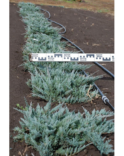 Ялівець горизонтальний Блю Чіп / Блу Чіп | Juniperus horizontalis Blue Chip | Можжевельник горизонтальный Блю Чип / Блу Чип