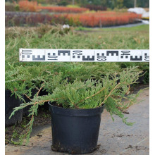 Ялівець горизонтальний Блю Чіп / Блу Чіп | Juniperus horizontalis Blue Chip | Можжевельник горизонтальный Блю Чип / Блу Чип
