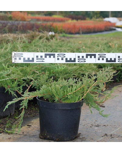 Ялівець горизонтальний Блю Чіп / Блу Чіп | Juniperus horizontalis Blue Chip | Можжевельник горизонтальный Блю Чип / Блу Чип