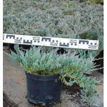 Ялівець горизонтальний Блю Чіп / Блу Чіп | Juniperus horizontalis Blue Chip | Можжевельник горизонтальный Блю Чип / Блу Чип