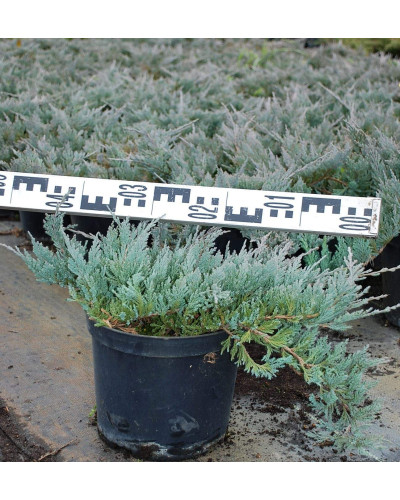 Ялівець горизонтальний Блю Чіп / Блу Чіп | Juniperus horizontalis Blue Chip | Можжевельник горизонтальный Блю Чип / Блу Чип