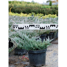 Ялівець горизонтальний Блю Чіп / Блу Чіп | Juniperus horizontalis Blue Chip | Можжевельник горизонтальный Блю Чип / Блу Чип