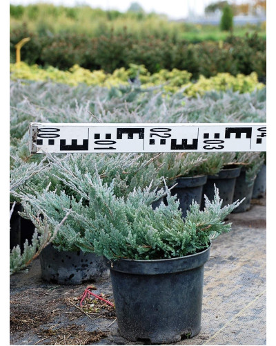 Ялівець горизонтальний Блю Чіп / Блу Чіп | Juniperus horizontalis Blue Chip | Можжевельник горизонтальный Блю Чип / Блу Чип