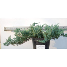 Ялівець горизонтальний Блю Чіп / Блу Чіп | Juniperus horizontalis Blue Chip | Можжевельник горизонтальный Блю Чип / Блу Чип