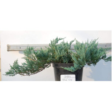 Ялівець горизонтальний Блю Чіп / Блу Чіп | Juniperus horizontalis Blue Chip | Можжевельник горизонтальный Блю Чип / Блу Чип