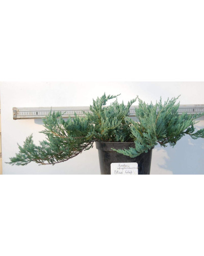 Ялівець горизонтальний Блю Чіп / Блу Чіп | Juniperus horizontalis Blue Chip | Можжевельник горизонтальный Блю Чип / Блу Чип