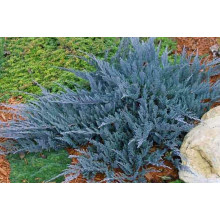 Ялівець горизонтальний Блю Чіп / Блу Чіп | Juniperus horizontalis Blue Chip | Можжевельник горизонтальный Блю Чип / Блу Чип