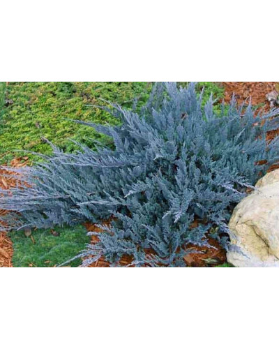 Ялівець горизонтальний Блю Чіп / Блу Чіп | Juniperus horizontalis Blue Chip | Можжевельник горизонтальный Блю Чип / Блу Чип