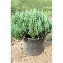Ялівець горизонтальний Блю Форест | Juniperus horizontalis Blue Forest | Можжевельник горизонтальный Блю Форест