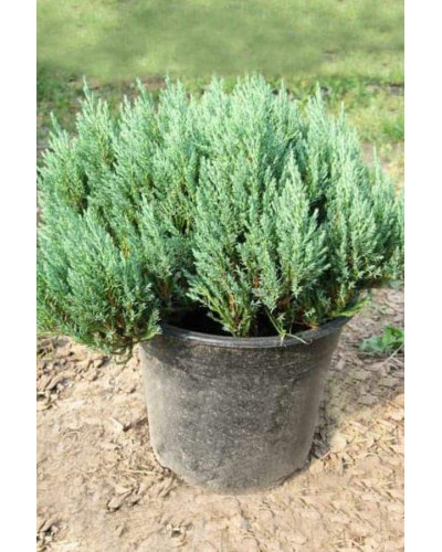 Ялівець горизонтальний Блю Форест | Juniperus horizontalis Blue Forest | Можжевельник горизонтальный Блю Форест