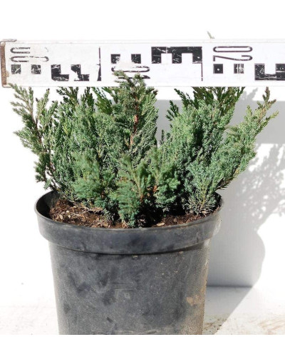 Ялівець горизонтальний Блю Форест | Juniperus horizontalis Blue Forest | Можжевельник горизонтальный Блю Форест