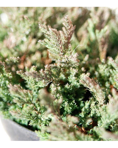 Ялівець горизонтальний Блю Форест | Juniperus horizontalis Blue Forest | Можжевельник горизонтальный Блю Форест