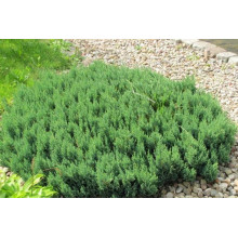 Ялівець горизонтальний Блю Форест | Juniperus horizontalis Blue Forest | Можжевельник горизонтальный Блю Форест