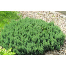 Ялівець горизонтальний Блю Форест | Juniperus horizontalis Blue Forest | Можжевельник горизонтальный Блю Форест