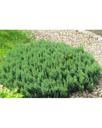 Ялівець горизонтальний Блю Форест | Juniperus horizontalis Blue Forest | Можжевельник горизонтальный Блю Форест