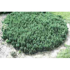 Ялівець горизонтальний Блю Форест | Juniperus horizontalis Blue Forest | Можжевельник горизонтальный Блю Форест