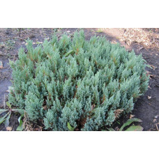 Ялівець горизонтальний Блю Форест | Juniperus horizontalis Blue Forest | Можжевельник горизонтальный Блю Форест