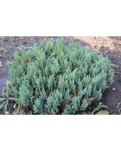 Ялівець горизонтальний Блю Форест | Juniperus horizontalis Blue Forest | Можжевельник горизонтальный Блю Форест