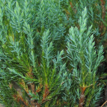 Ялівець горизонтальний Блю Форест | Juniperus horizontalis Blue Forest | Можжевельник горизонтальный Блю Форест