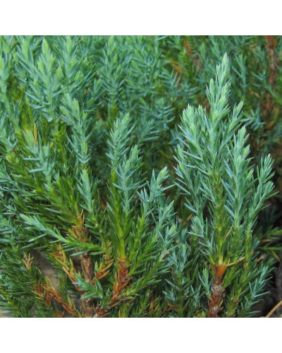 Ялівець горизонтальний Блю Форест | Juniperus horizontalis Blue Forest | Можжевельник горизонтальный Блю Форест