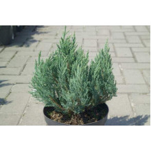 Ялівець горизонтальний Блю Форест | Juniperus horizontalis Blue Forest | Можжевельник горизонтальный Блю Форест