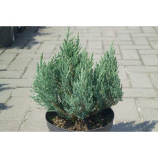 Ялівець горизонтальний Блю Форест | Juniperus horizontalis Blue Forest | Можжевельник горизонтальный Блю Форест