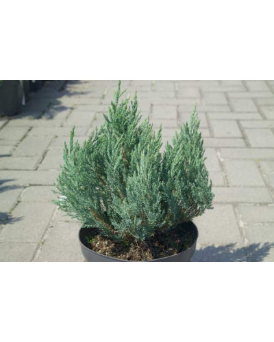 Ялівець горизонтальний Блю Форест | Juniperus horizontalis Blue Forest | Можжевельник горизонтальный Блю Форест