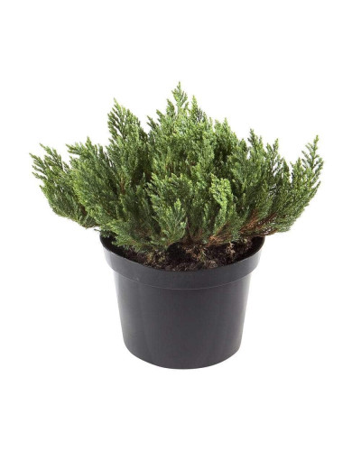 Ялівець горизонтальний Блю Форест | Juniperus horizontalis Blue Forest | Можжевельник горизонтальный Блю Форест
