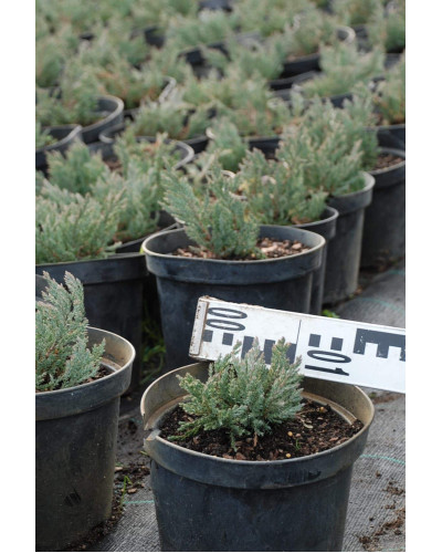 Ялівець горизонтальний Блю Форест | Juniperus horizontalis Blue Forest | Можжевельник горизонтальный Блю Форест