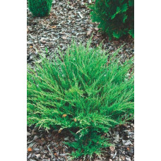 Ялівець горизонтальний Андорра Компакт | Juniperus horizontalis Andorra Compact | Можжевельник горизонтальный Андорра Компакт