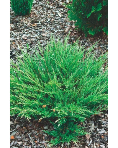 Ялівець горизонтальний Андорра Компакт | Juniperus horizontalis Andorra Compact | Можжевельник горизонтальный Андорра Компакт