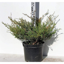 Ялівець горизонтальний Андорра Компакт | Juniperus horizontalis Andorra Compact | Можжевельник горизонтальный Андорра Компакт