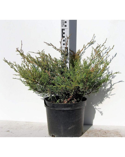 Ялівець горизонтальний Андорра Компакт | Juniperus horizontalis Andorra Compact | Можжевельник горизонтальный Андорра Компакт