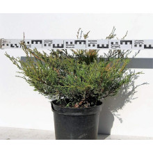 Ялівець горизонтальний Андорра Компакт | Juniperus horizontalis Andorra Compact | Можжевельник горизонтальный Андорра Компакт