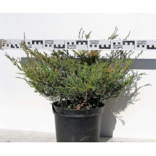 Ялівець горизонтальний Андорра Компакт | Juniperus horizontalis Andorra Compact | Можжевельник горизонтальный Андорра Компакт