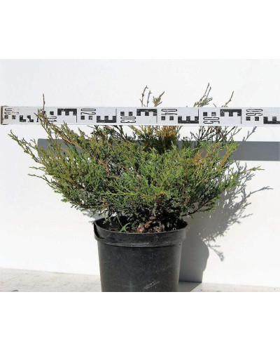 Ялівець горизонтальний Андорра Компакт | Juniperus horizontalis Andorra Compact | Можжевельник горизонтальный Андорра Компакт
