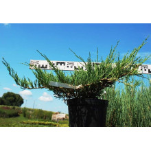 Ялівець горизонтальний Андорра Компакт | Juniperus horizontalis Andorra Compact | Можжевельник горизонтальный Андорра Компакт