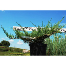 Ялівець горизонтальний Андорра Компакт | Juniperus horizontalis Andorra Compact | Можжевельник горизонтальный Андорра Компакт