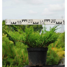 Ялівець горизонтальний Андорра Компакт | Juniperus horizontalis Andorra Compact | Можжевельник горизонтальный Андорра Компакт