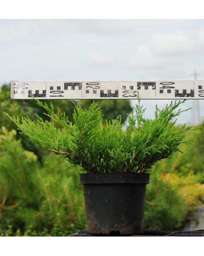 Ялівець горизонтальний Андорра Компакт | Juniperus horizontalis Andorra Compact | Можжевельник горизонтальный Андорра Компакт