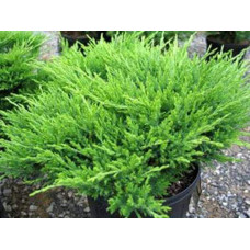 Ялівець горизонтальний Андорра Компакт | Juniperus horizontalis Andorra Compact | Можжевельник горизонтальный Андорра Компакт