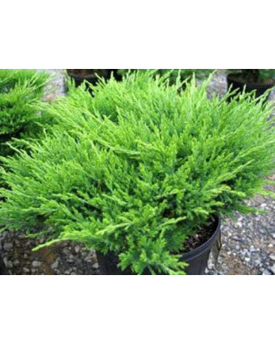 Ялівець горизонтальний Андорра Компакт | Juniperus horizontalis Andorra Compact | Можжевельник горизонтальный Андорра Компакт
