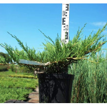 Ялівець горизонтальний Андорра Компакт | Juniperus horizontalis Andorra Compact | Можжевельник горизонтальный Андорра Компакт