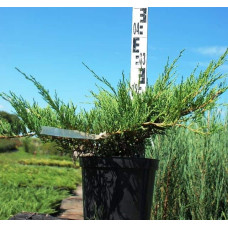 Ялівець горизонтальний Андорра Компакт | Juniperus horizontalis Andorra Compact | Можжевельник горизонтальный Андорра Компакт