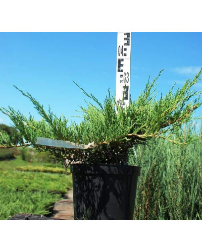 Ялівець горизонтальний Андорра Компакт | Juniperus horizontalis Andorra Compact | Можжевельник горизонтальный Андорра Компакт